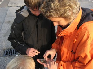 Even de muntjes goed bestuderen